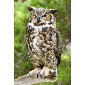 Indoor Barn Owl Perched on Rock - Wildlife Photography Print
