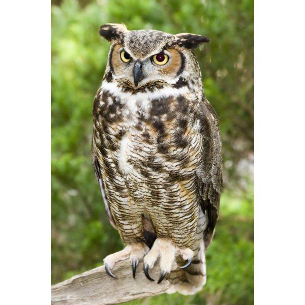 Indoor Barn Owl Perched on Rock - Wildlife Photography Print